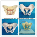 Adult Female Pelvis Model Teaching Anatomical Model